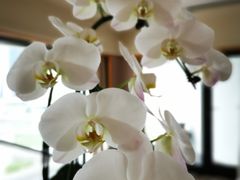 -新加坡文华东方酒店