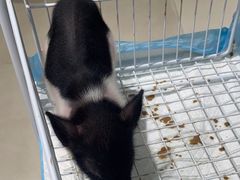 -怪兽屋·羊驼·猫咖·狗咖(俊华广场店)