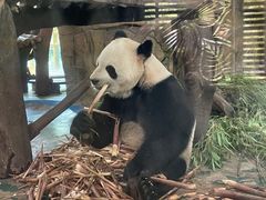 -成都动物园