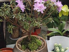 -溪岸路花鸟市场