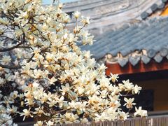 -龙华寺