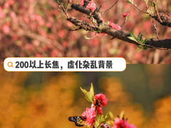 -南国桃园旅游度假区