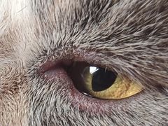 -嘉馨宠物医院·CT影像转诊·心脏科·犬猫全科诊疗中心(下沙大学城院区)