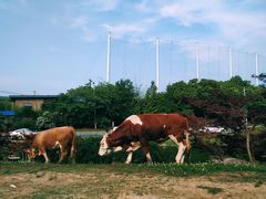 -南京市江宁方山