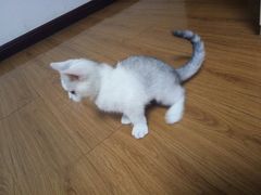 -芭比堂动物医院·犬猫全科·异宠专科(雁塔分院)