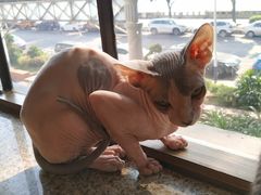 -more than meow吴止猫主题餐厅(承德 中船汇店)