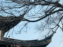 -红梅公园