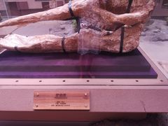 -陕西自然博物馆