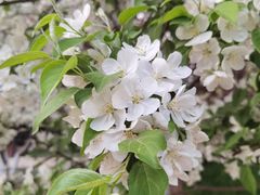 -海棠花溪(元大都城垣遗址公园)
