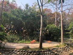 -广东茂名森林公园