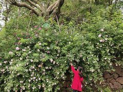 -白鹭湾湿地公园