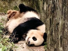 -都江堰中华大熊猫苑