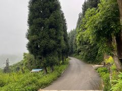 -武陵山森林公园