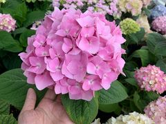 -Doors独立剧情密室(东门分店)