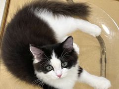 -共舞时光猫咖·狗咖(新街口店)