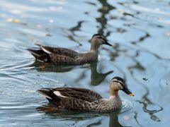 -西湖外事游船(花港观鱼码头)