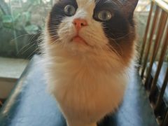 -喵喵咪呀布偶猫咖(春熙路店)