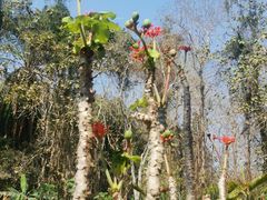 -中国科学院西双版纳热带植物园