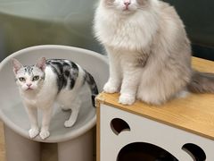 -有喵·猫咖·狗咖·30几只猫10只小狗(岗厦店)