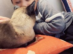 -飞行喵MR PILOT|猫舍·猫咖(静安大融城店)