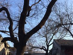 老树老房-北京国子监胡同