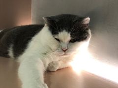 -猫儿山۰猫主题餐厅