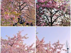 -上海辰山植物园