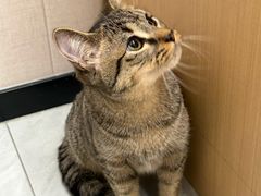 -瑞鹏宠物医院·骨科·猫科·内科(第一中心)
