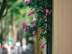 -颐和路民国时期公馆风貌区