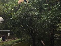 -都江堰中华大熊猫苑