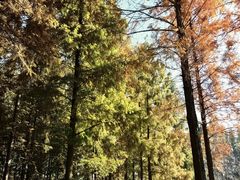 -黄海国家森林公园