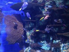 -上海海洋水族馆