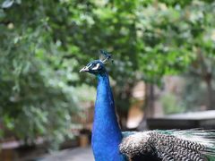 -青藏高原野生动物园