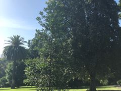 -墨尔本皇家植物园