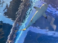 -太平洋海底世界