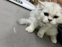 -爱侣宠医·鹦鹉专科·小型哺乳类·异宠专科(灵石路店)