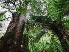 -怀托摩萤火虫洞