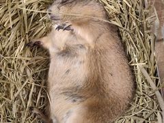 -有猫主题·治愈系猫咖(曾厝垵店)