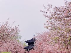 -莫愁湖公园