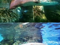-上海海洋水族馆