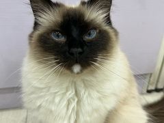 -喵的天空名猫咖啡馆·撸猫·猫舍·用品