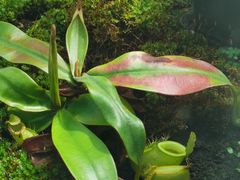 -国家植物园南园