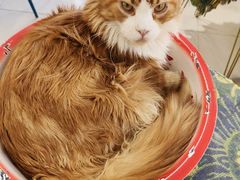 -平行世界·猫咖(首经贸店)