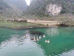 -靖西鹅泉风景区