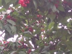 -樱桃山旅游景区