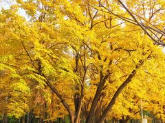 -黑龙江省森林植物园