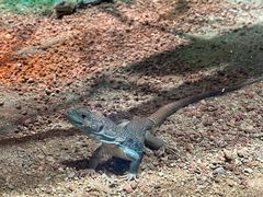 -帕帕拉兹宠物(亚洲旗舰店)