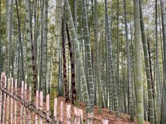 -宁波浙东大竹海景区