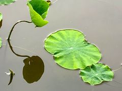 -莲花池公园