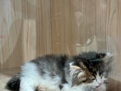 -爪爪喵星球·猫舍(卓悦中心店)